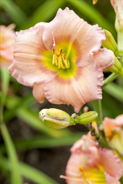 Hemerocallis 'Elegant Candy'