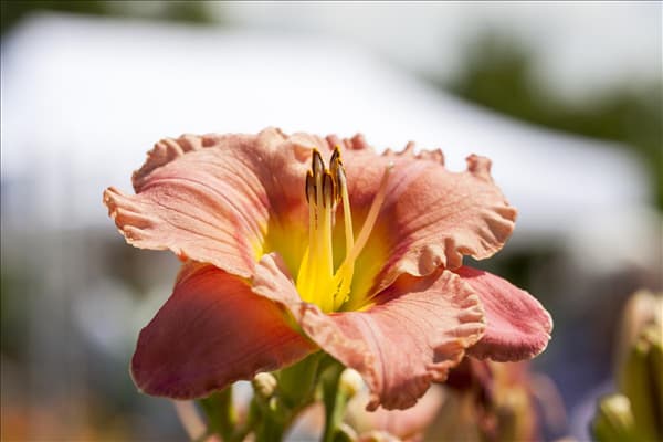 Hemerocallis 'Elegant Candy'