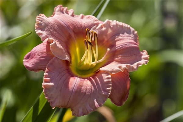 Hemerocallis 'Elegant Candy'