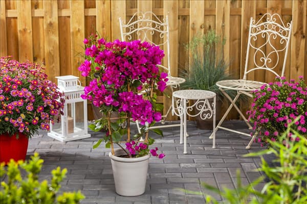 Bougainvillea, Spalier