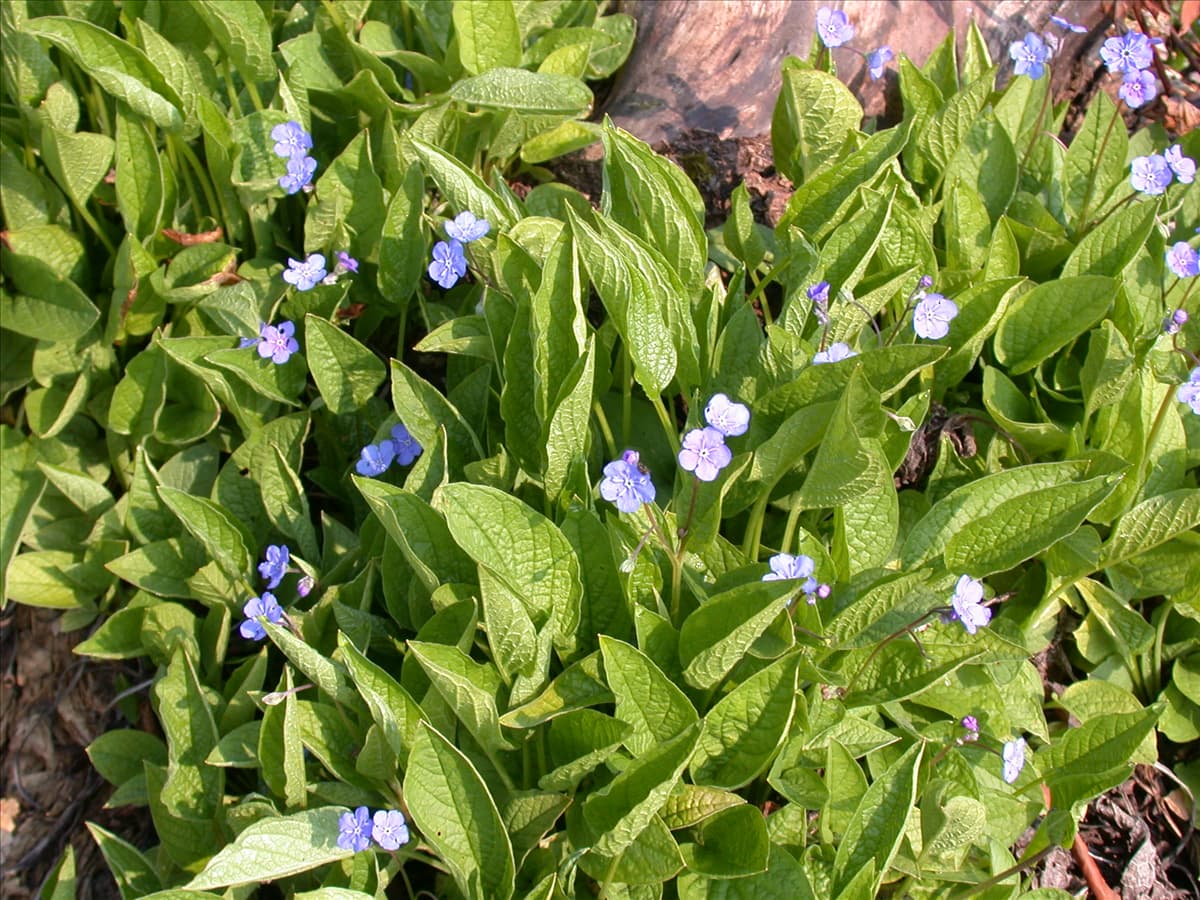 Omphalodes verna