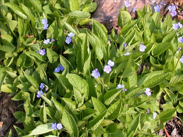 Omphalodes verna