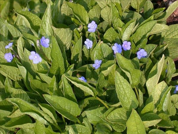Omphalodes verna
