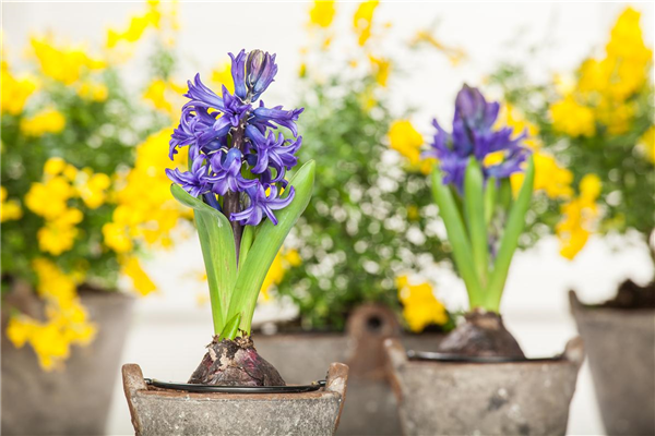 Hyacinthus orientalis