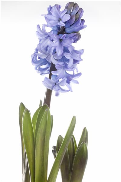 Hyacinthus orientalis