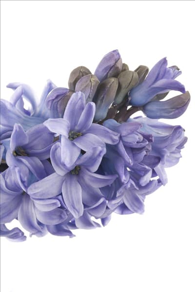 Hyacinthus orientalis
