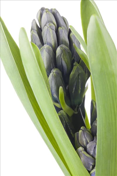 Hyacinthus orientalis