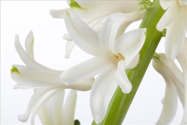 Hyacinthus orientalis
