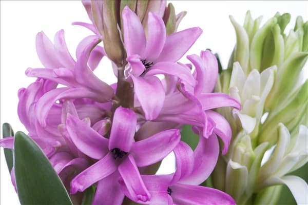 Hyacinthus orientalis