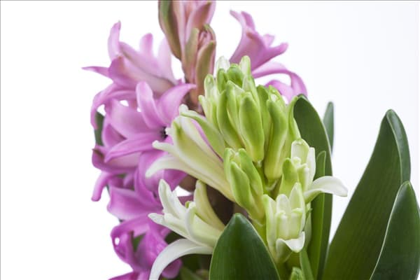 Hyacinthus orientalis