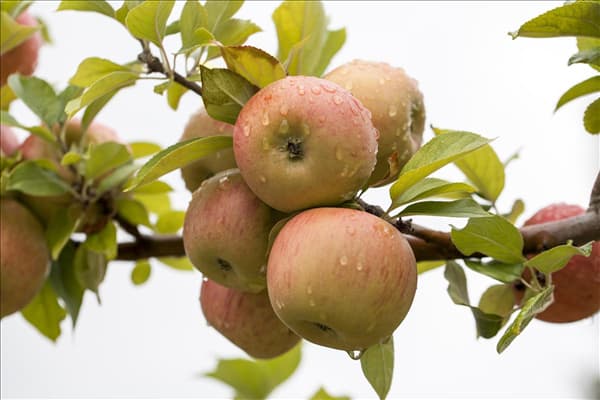 Malus domestica 'Goldparmäne'