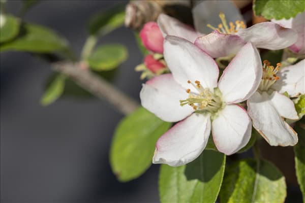 Malus domestica 'Goldparmäne'