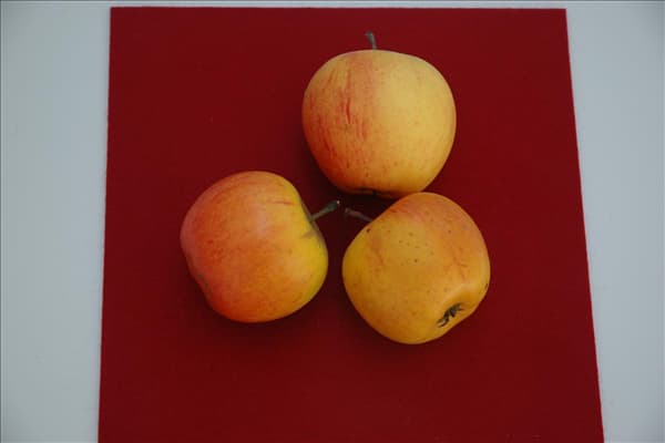 Malus domestica 'Goldparmäne'