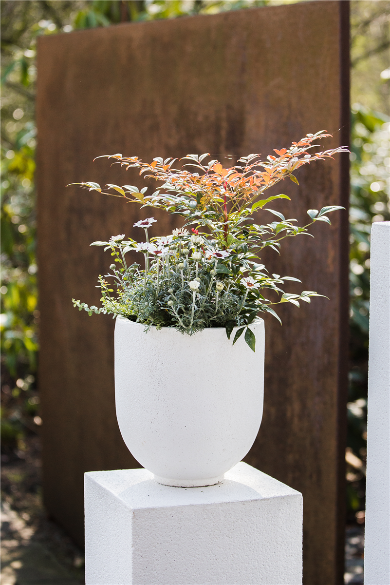 Nandina domestica 'Obsessed'