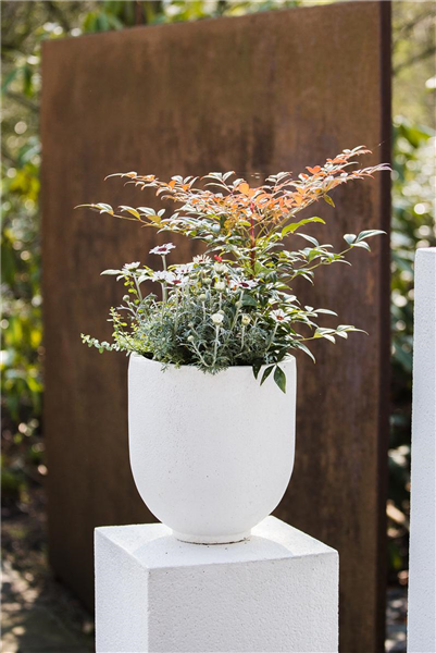 Nandina domestica 'Obsessed'