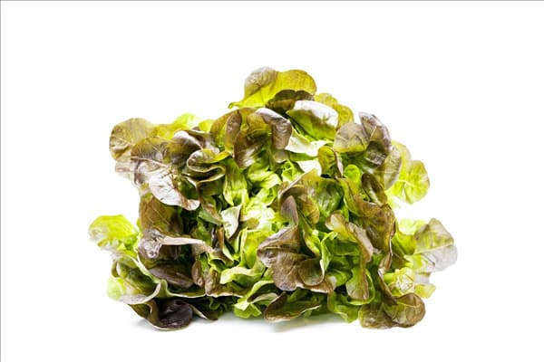 Lactuca sativa var. acephala