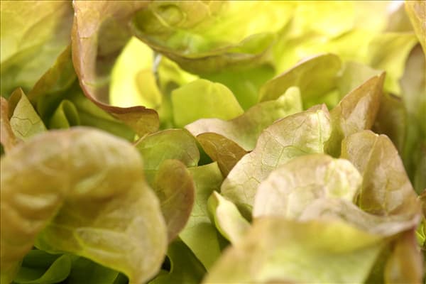 Lactuca sativa var. acephala