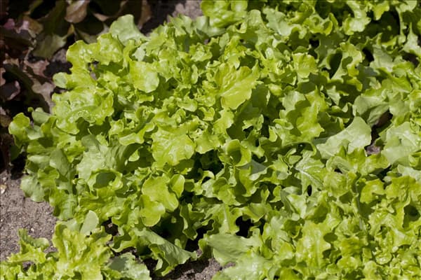 Lactuca sativa var. acephala