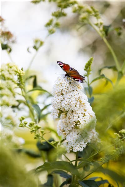 Buddleja davidii 'Peace'