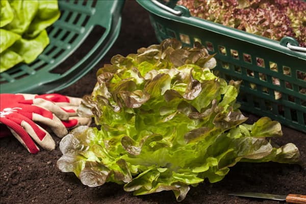 Lactuca sativa var. acephala