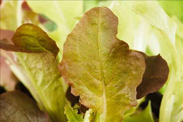 Lactuca sativa var. acephala