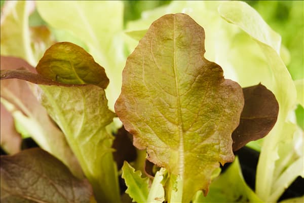 Lactuca sativa var. acephala