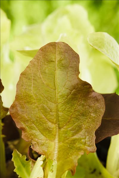 Lactuca sativa var. acephala