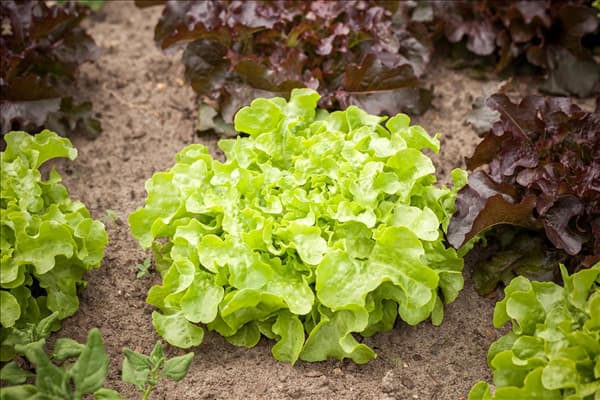 Lactuca sativa var. acephala