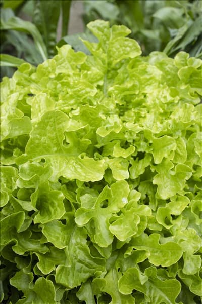 Lactuca sativa var. acephala