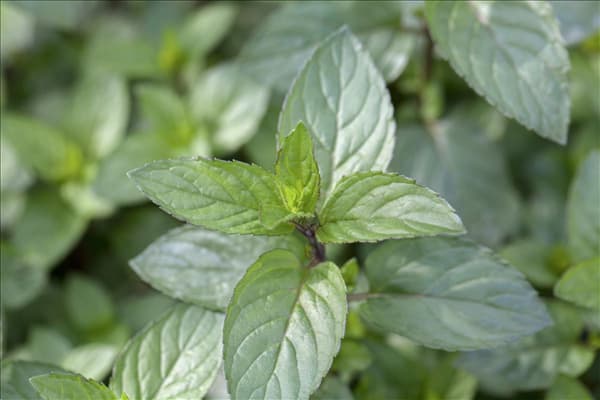 Mentha x piperita 'Chocolate'