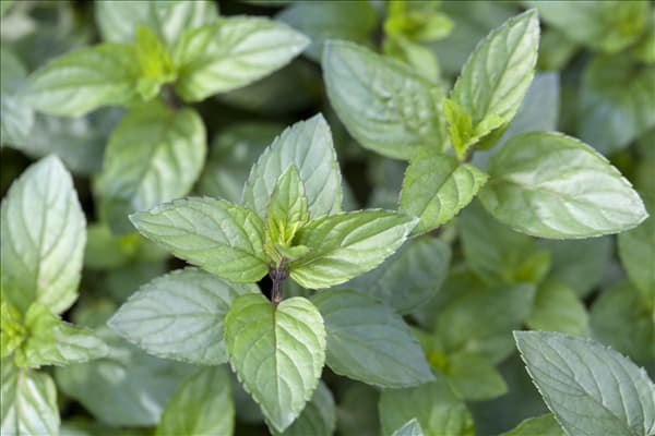 Mentha x piperita 'Chocolate'