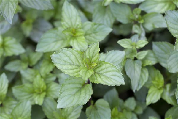 Mentha x piperita 'Chocolate'