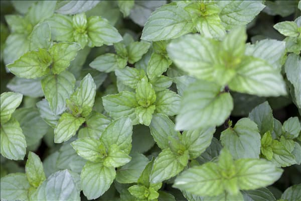 Mentha x piperita 'Chocolate'
