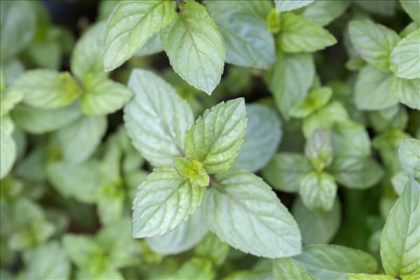 Mentha x piperita 'Chocolate'