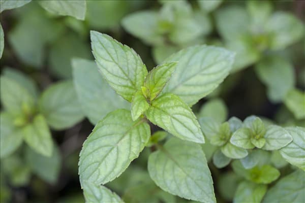 Mentha x piperita 'Chocolate'