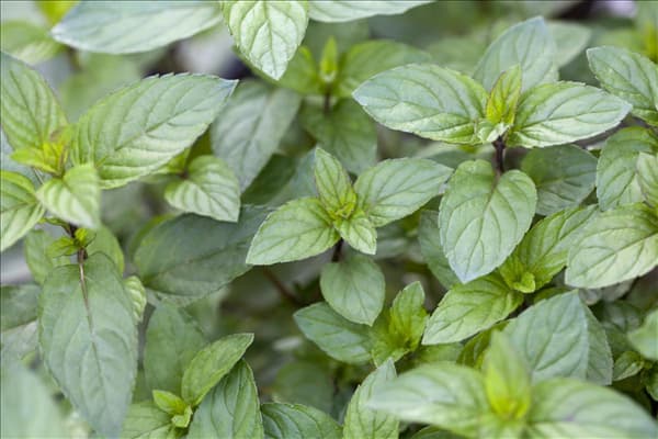 Mentha x piperita 'Chocolate'