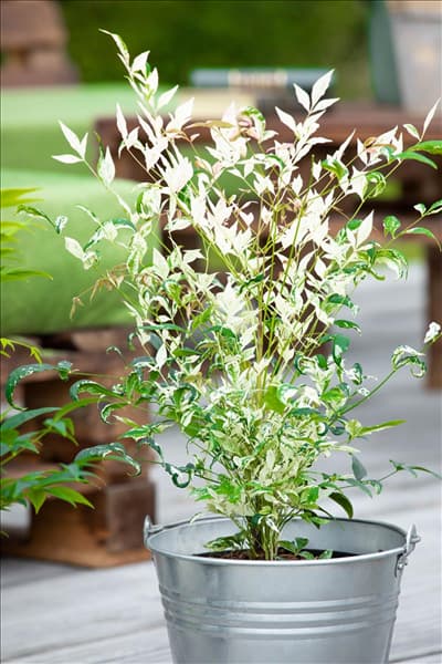 Nandina domestica 'Twilight'