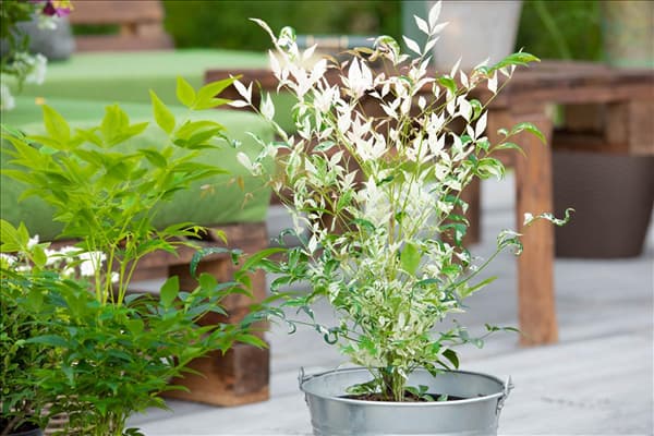 Nandina domestica 'Twilight'