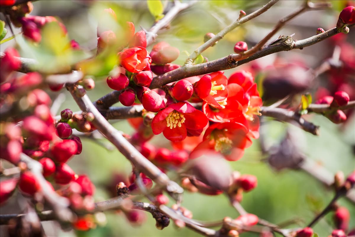 Chaenomeles japonica