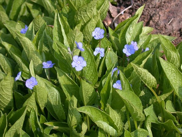 Omphalodes verna 'Grandiflora'