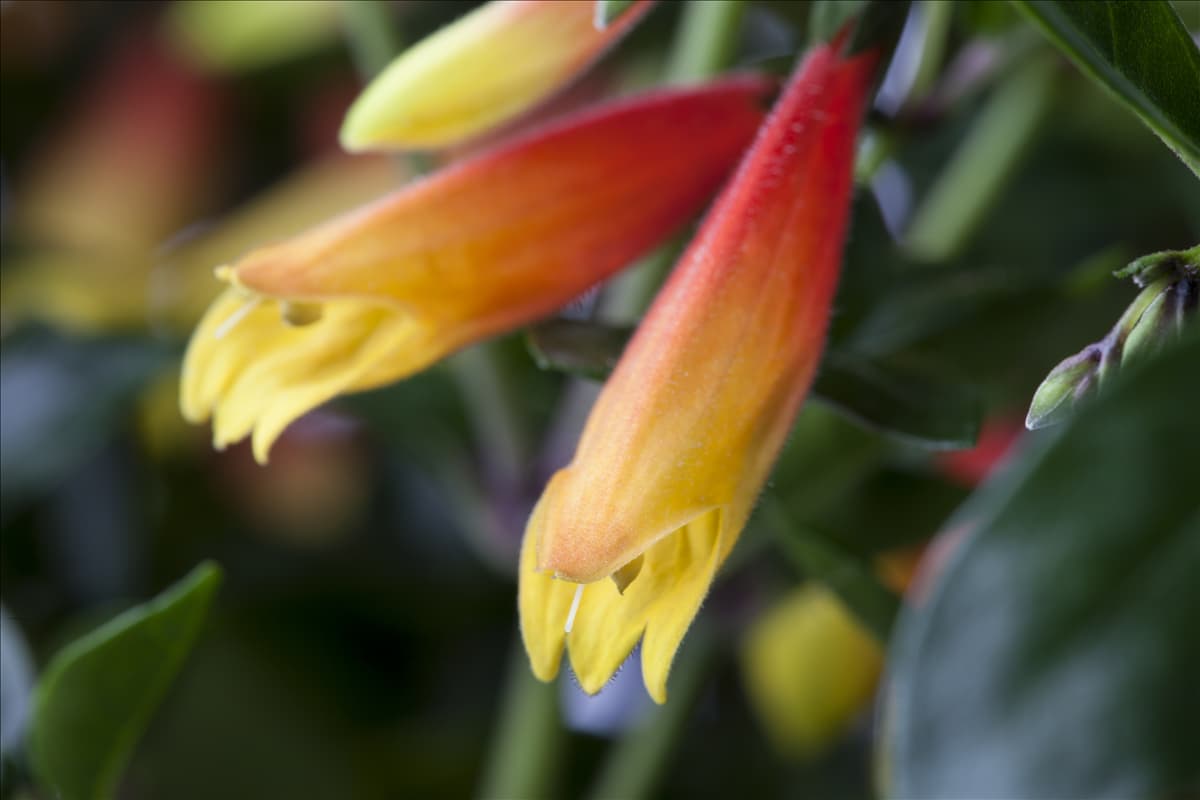 Jacobinia pauciflora