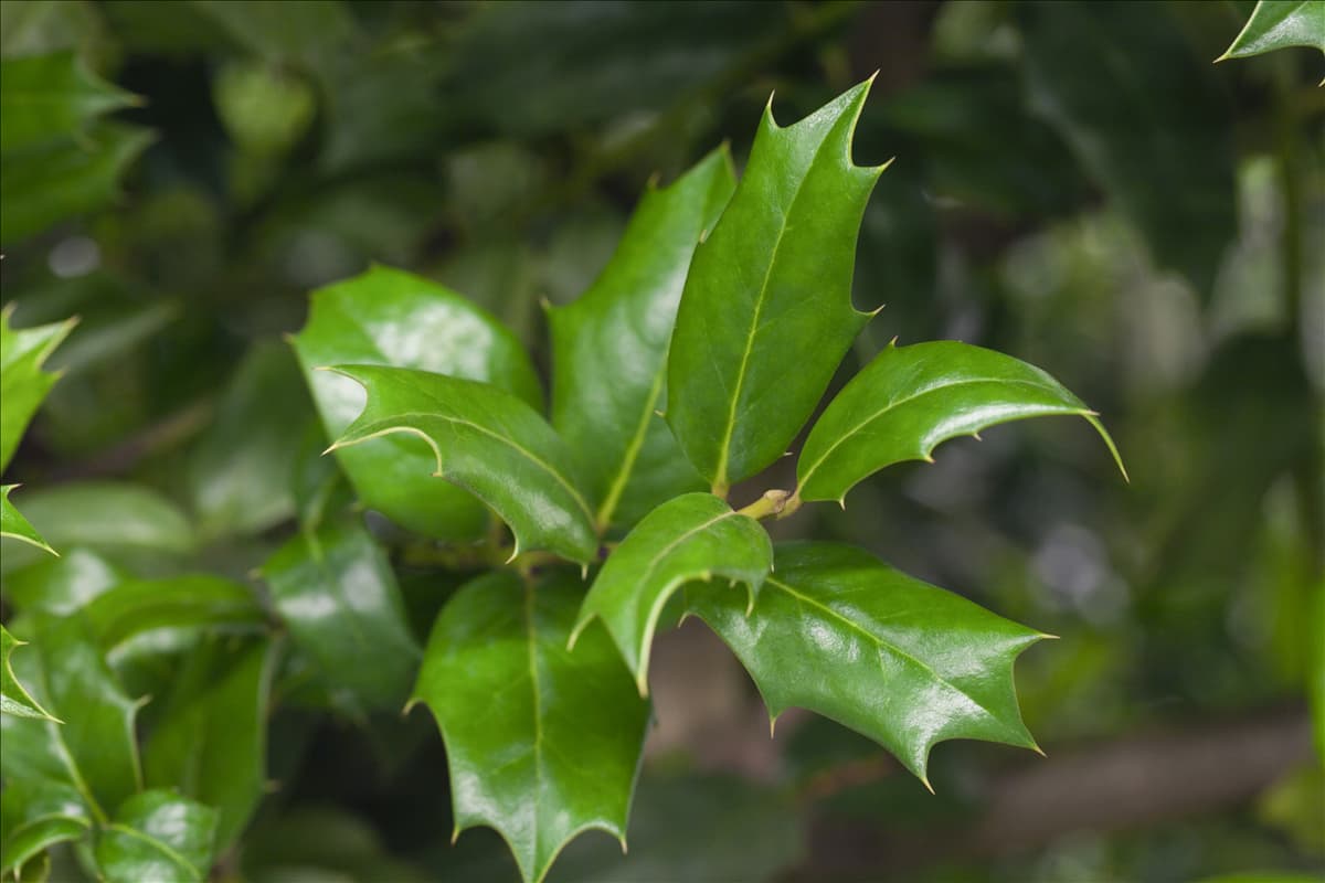 Ilex aquifolium