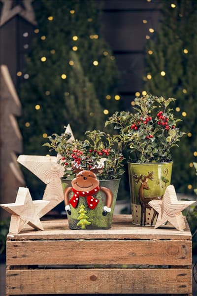 Ilex aquifolium