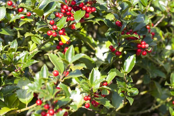 Ilex aquifolium