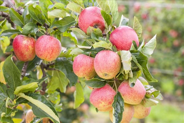 Malus domestica 'Gala'