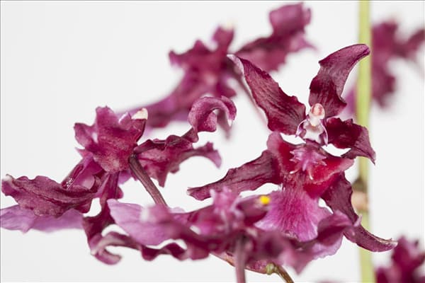 Oncidium