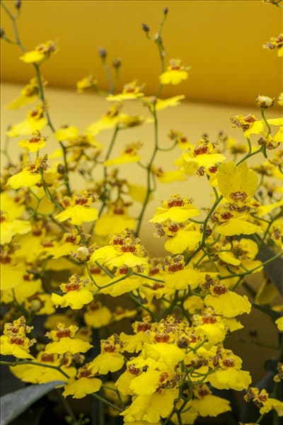 Oncidium