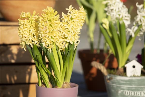 Hyacinthus orientalis 'Gipsy Princess'