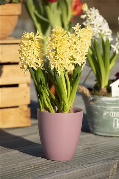 Hyacinthus orientalis 'Gipsy Princess'