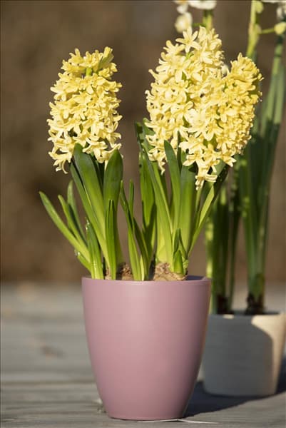 Hyacinthus orientalis 'Gipsy Princess'